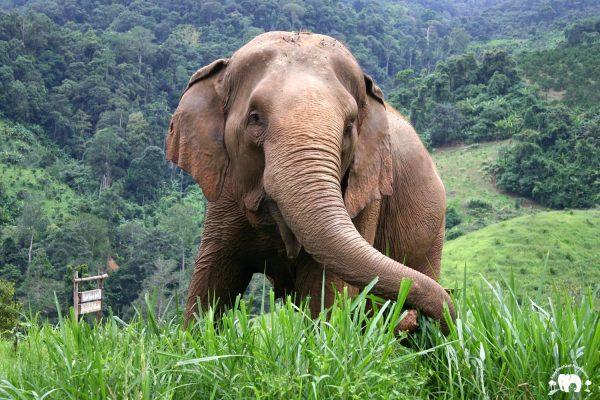 Mae Pond Elephant_Highlands Mae Pond