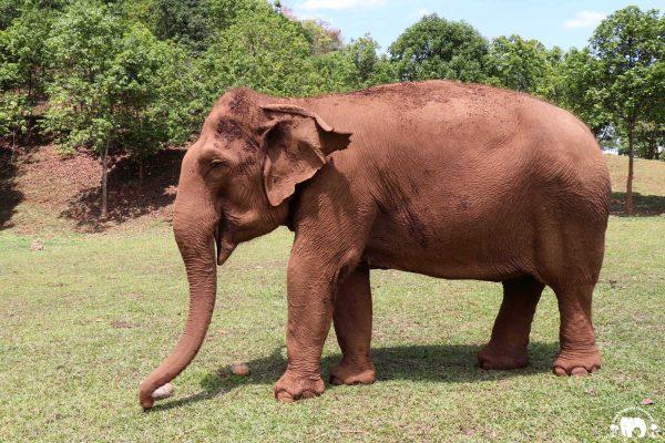 Nong Pop Elephant_Highlands Nong Pop
