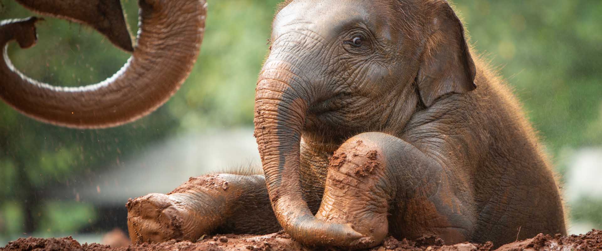 Elephant Nature Park Media Coverage