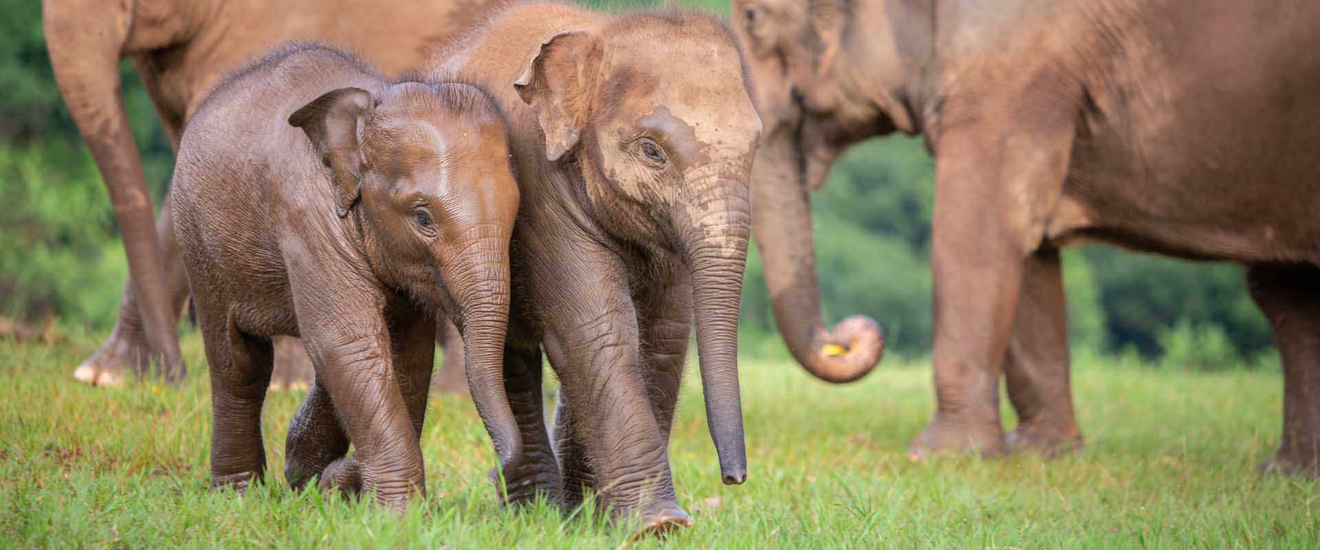 How You Can Help Elephant Nature Park