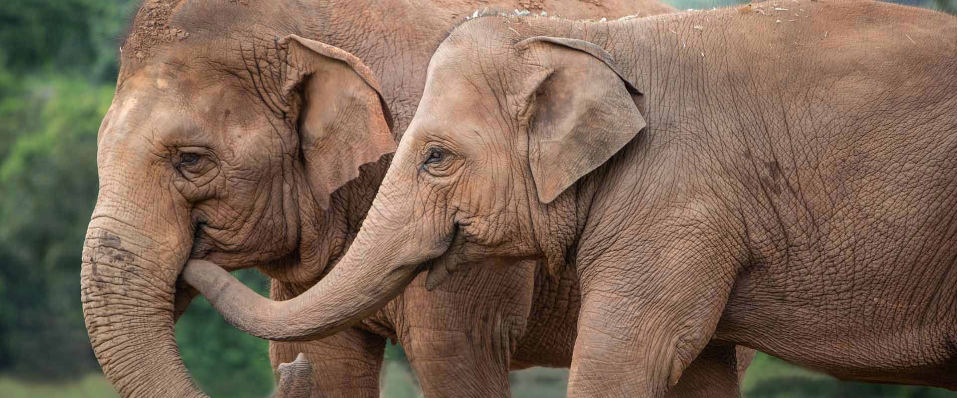 News & Updates from Elephant Nature Park