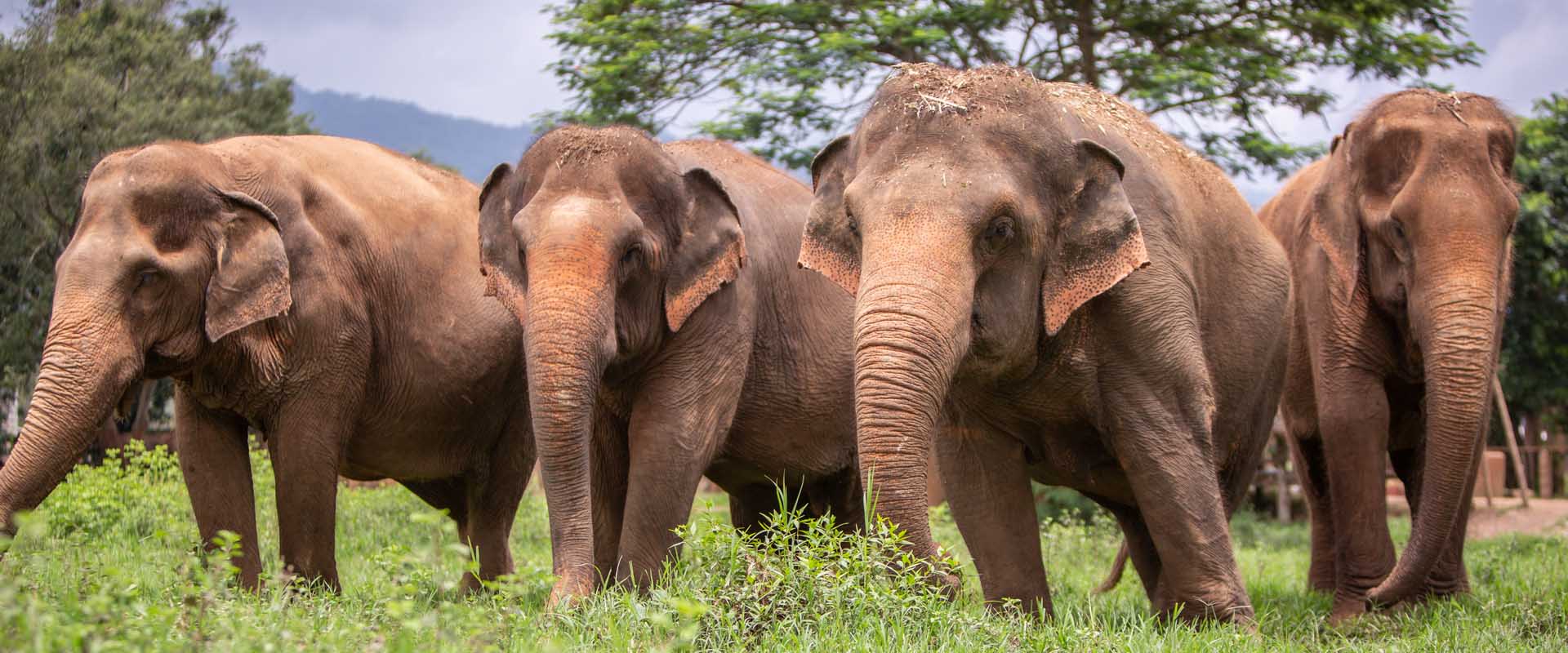 Elephant Nature Park Partners