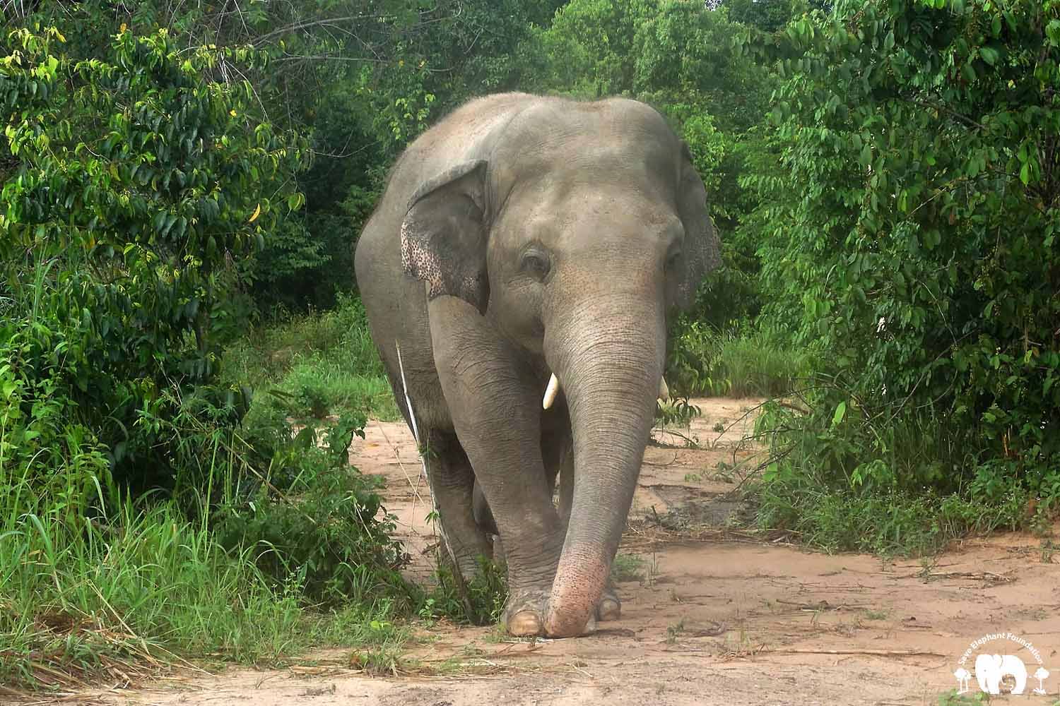 Kaavan