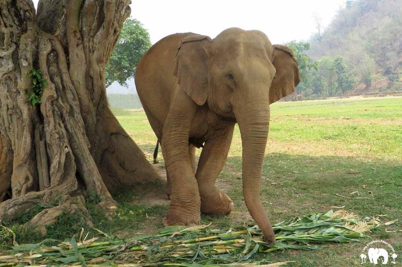 Meet the Elephants - Elephant Life Stories at Elephant Nature Park