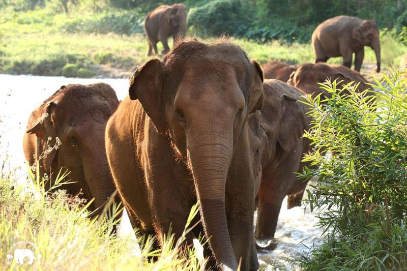 KamLa Elephant Nature Park