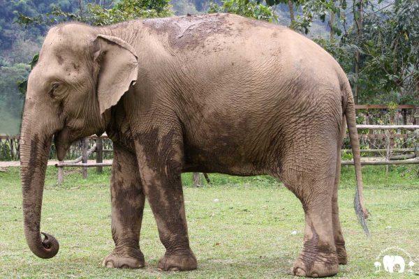 Meet the Elephant Kham Moon at Elephant Nature Park Sanctuary