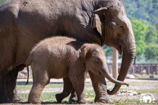 Meet the Elephant Kham Moon at Elephant Nature Park Sanctuary