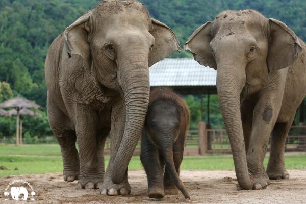 Meet the Elephant Kham Moon at Elephant Nature Park Sanctuary