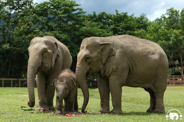 Meet the Elephant Kham Moon at Elephant Nature Park Sanctuary