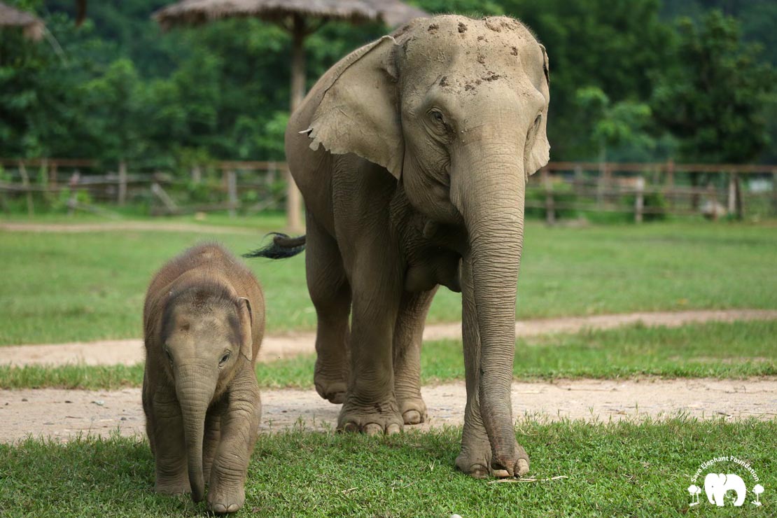 Meet the Elephant Kham Moon at Elephant Nature Park Sanctuary