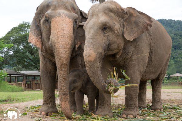 Mae Mai