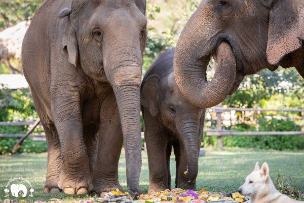 Mae Mai