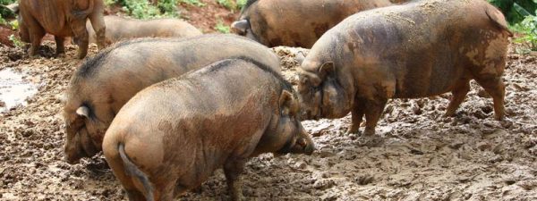 Rescued Boars