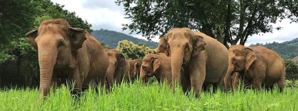 Rescued_Elephants