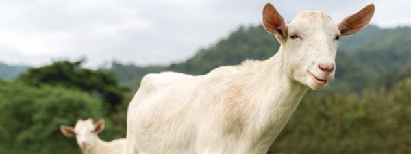 Rescued_Goats