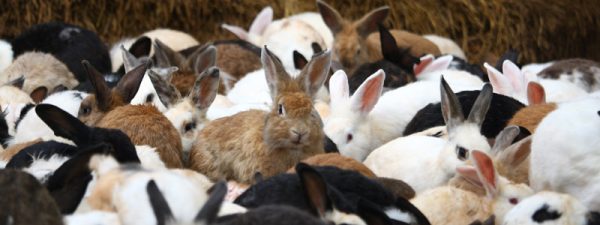 Rescued_Rabbits