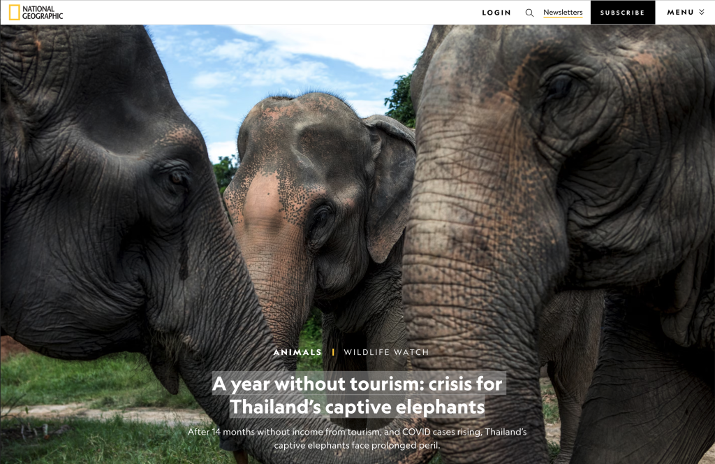 National Geographic - A year without tourism: crisis for Thailand’s captive elephants