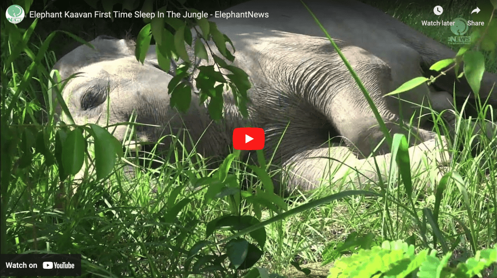 TH TubeBuddy Sign-in Required, Click Here Up next in 8 59:36 (4K) Breathtaking Colorful Birds of the Rainforest - 1HR Wildlife Nature Film + Jungle Sounds in UHD Nature Relaxation Films Play now 0:59 / 0:59 Elephant Kaavan First Time Sleep In The Jungle - ElephantNews