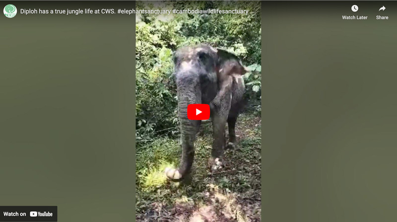 Diploh enjoying the jungle at Cambodia Wildlife Sanctuary