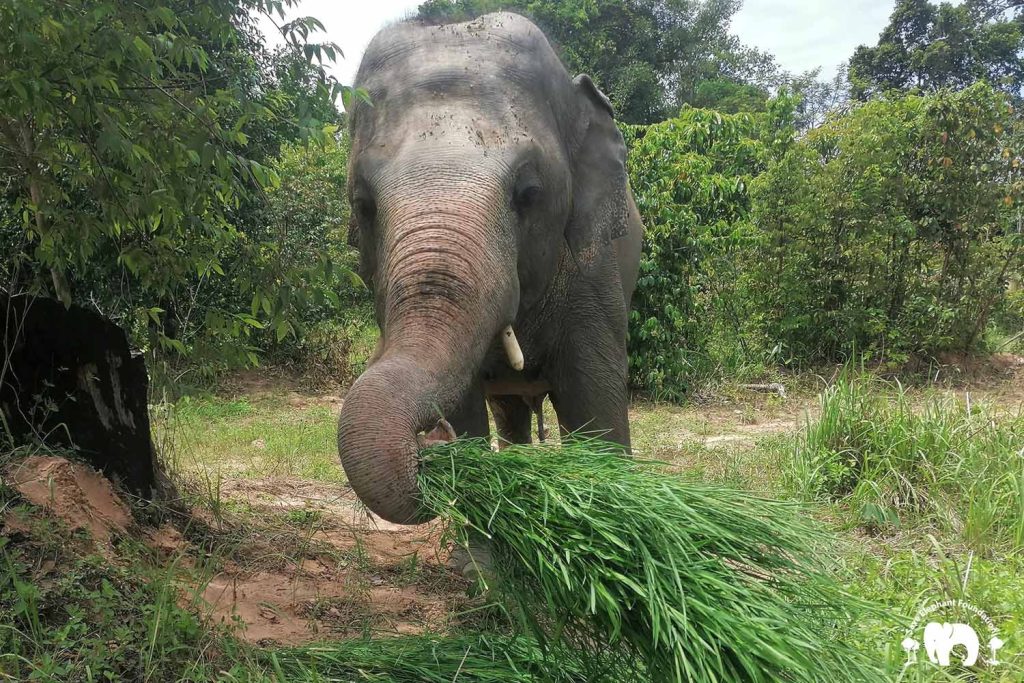 Kaavan loves to explore his jungle and particularly enjoys roaming at night