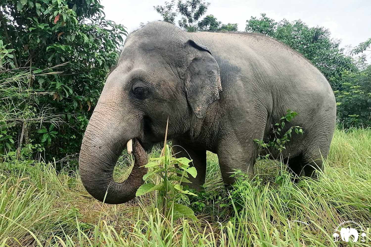Male Elephant Kaavan wanders the grasslands at Cambodia Wildlife Sanctuary