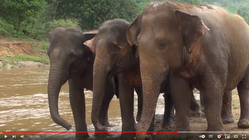 Kabu watches her 3 friends playing in the river