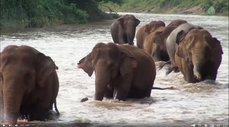 Khamla herd take the river route home at Elephant Nature Park