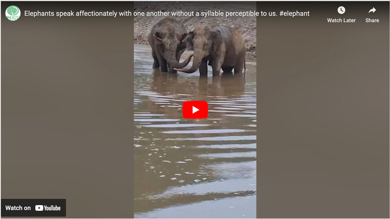 SaoYai and Mae Lanna - elephant communication - Elephant Nature Park