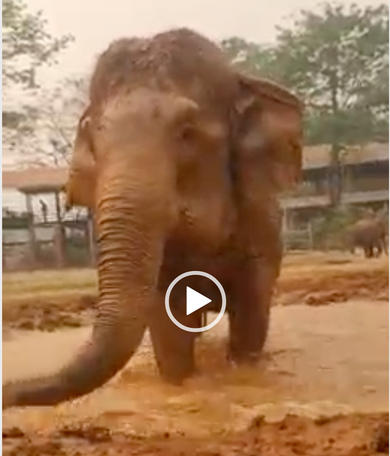 Elephants loving the mud bath in the hot season in Northern Thailand