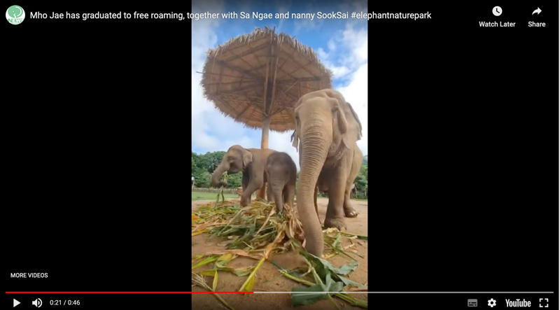 Mho Jae has graduated to free roaming, together with Sa Ngae and nanny SookSai