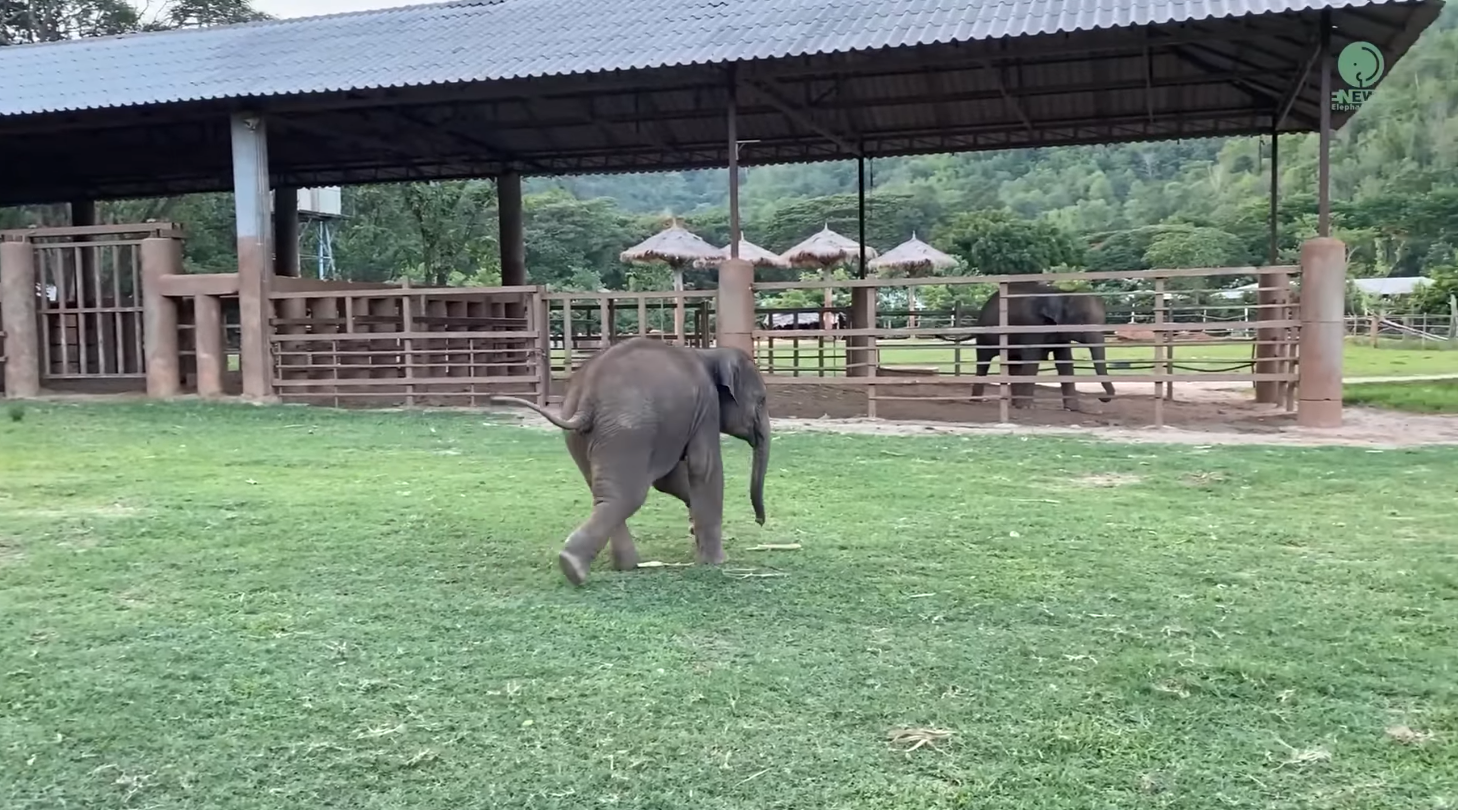 Baby elephant’s funny moments