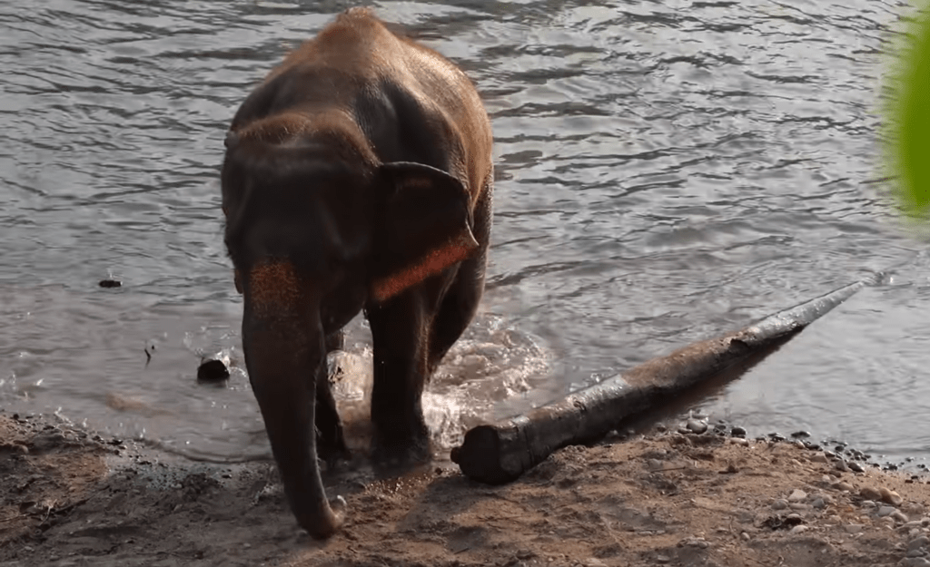 Elephants and rivers belong together