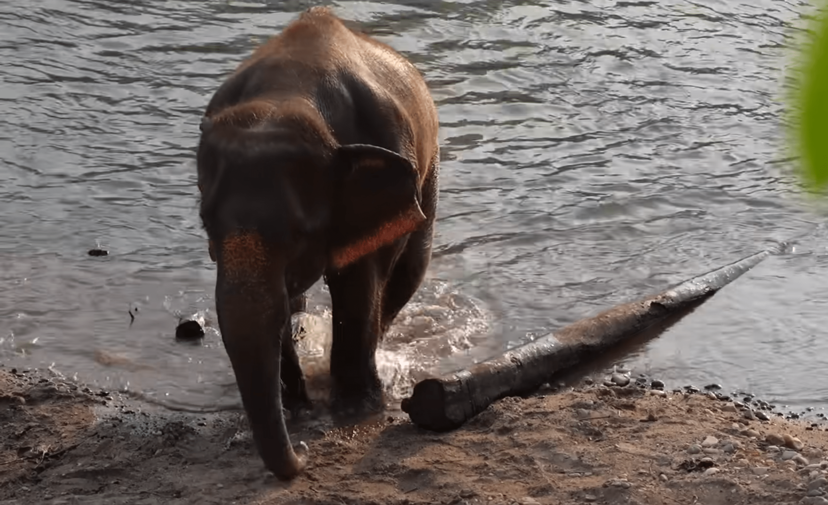 Elephants and rivers belong together