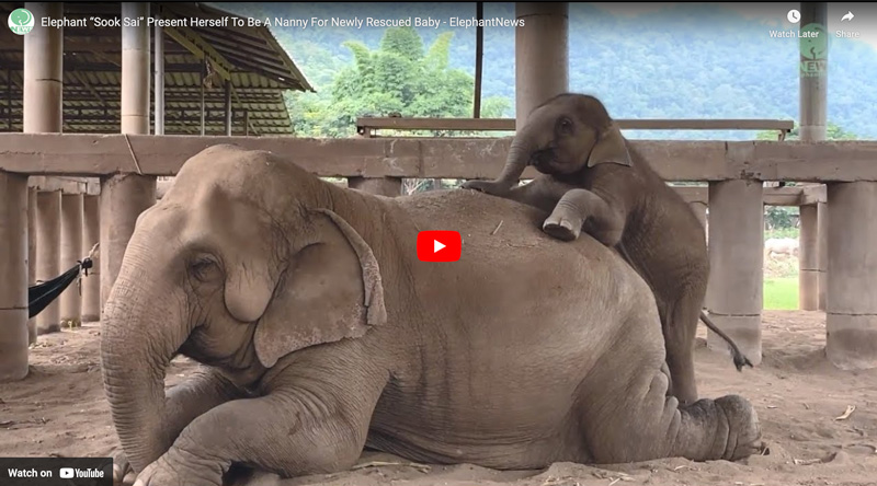 SookSai wants to be a nanny of newly rescued baby elephant Sa Ngae.jpg