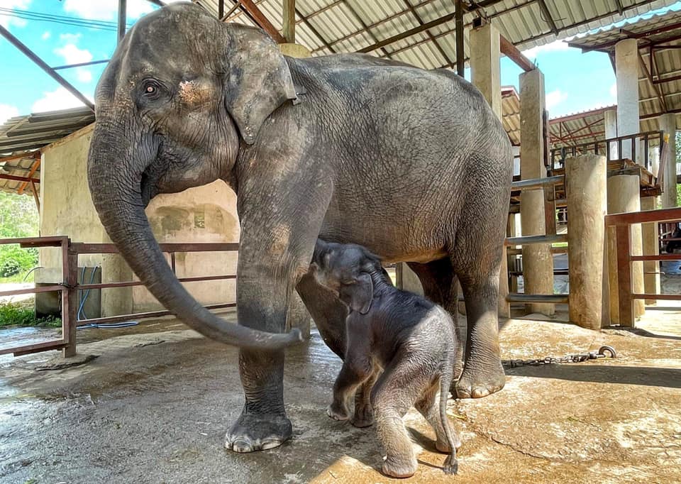 Bunma and Baby Chaba need to be rescued to Elephant Nature Park