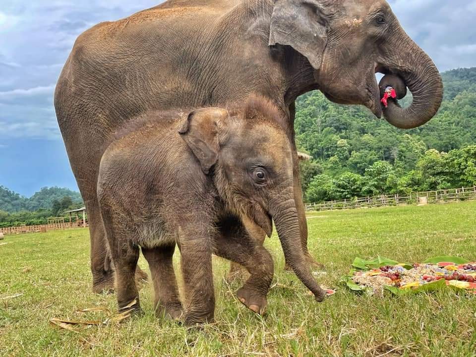 Rescued Elephants Bunma and Baby Chaba enjoy Mothers Day Cake