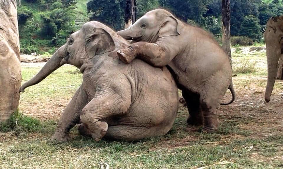 DokMai at Elephant Nature Park