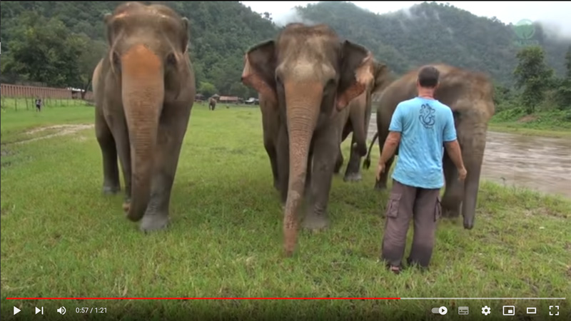 Darrick calls to Khamla at Elephant Nature Park