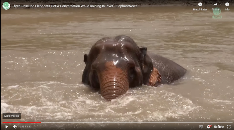 Lunch time relaxation at Elephant Nature Park