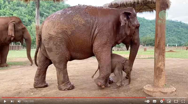 The mother, Mae Mai, her first job was to work in the logging industry.