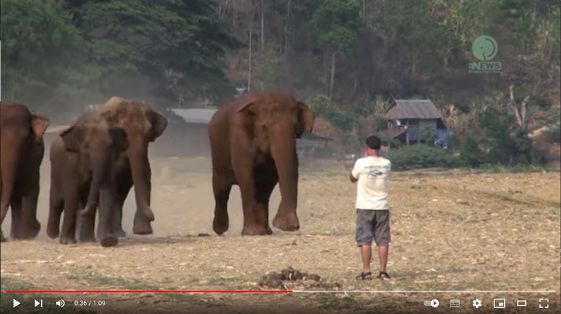 Incredible moment when this guy say elephant name “Kham-Lha”. You will not believe your eye at Elephant Nature Park.