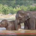 Baby Elephant Sa Ngae Learns To Play In The Mae Taeng River With His Mother