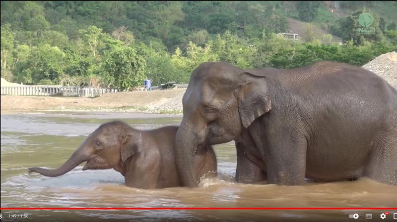 mho-jae-and-sa-ngae elephant rescue and rehabilitation center