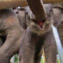 Rescued Elephant SriPrae Gives Birth To Navaan