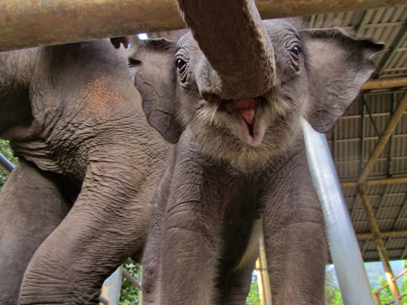 SriPrae gives birth to Navaan at Elephant Nature Park
