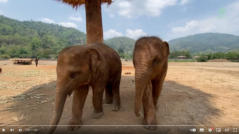 pyimaia-chaba-chasing-cameraman at elephant nature park