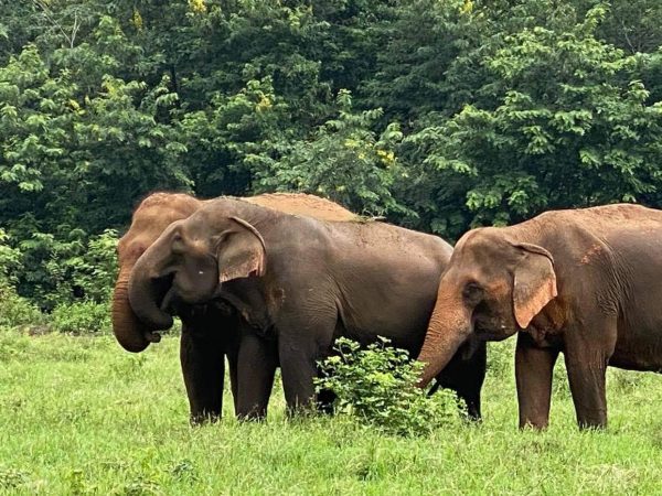 SookSai at Elephant Nature Park SookSai at Elephant Nature Park
