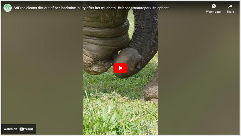 SriPrae the Landmine Victim cleans her foot with a stick at Elephant Nature Park