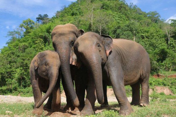 Meet ThongJan at Elephant Nature Park Sanctuary Meet ThongJan at Elephant Nature Park Sanctuary