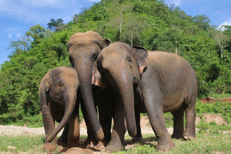 Meet ThongJan at Elephant Nature Park Sanctuary